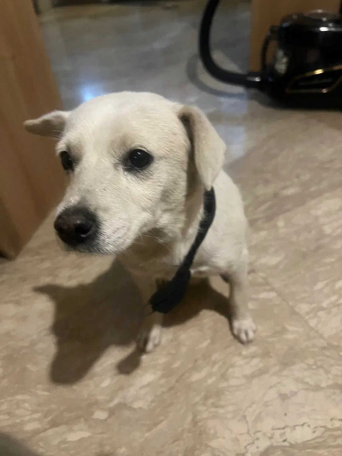 سگ پیدا شده|حیوانات|تهران, سعادتآباد|دیوار