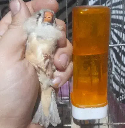 سه عدد ماده فنج انگلیسی|پرنده|کرمانشاه, |دیوار