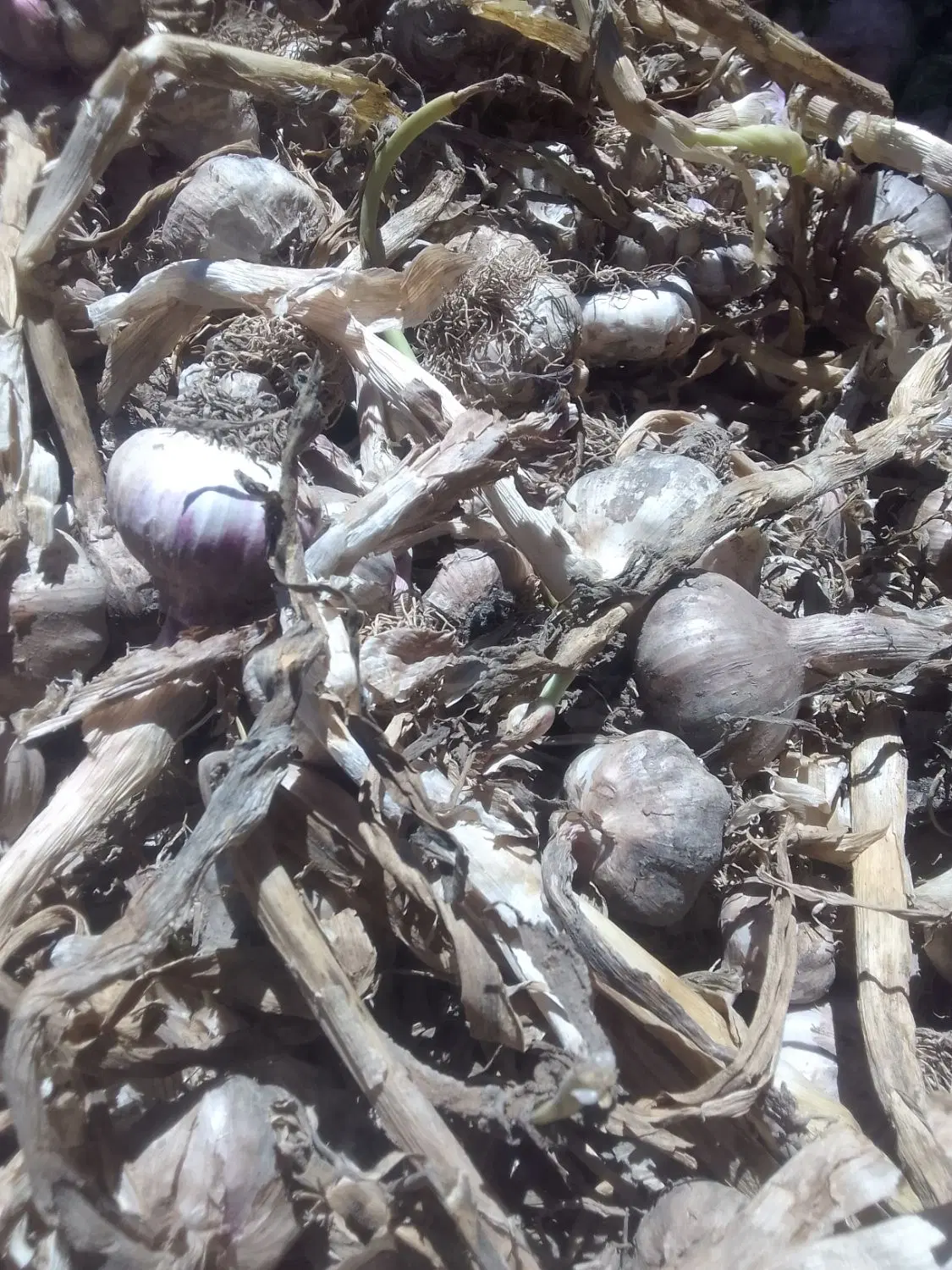 سیر مغان|خوردنی و آشامیدنی|بیله سوار, |دیوار