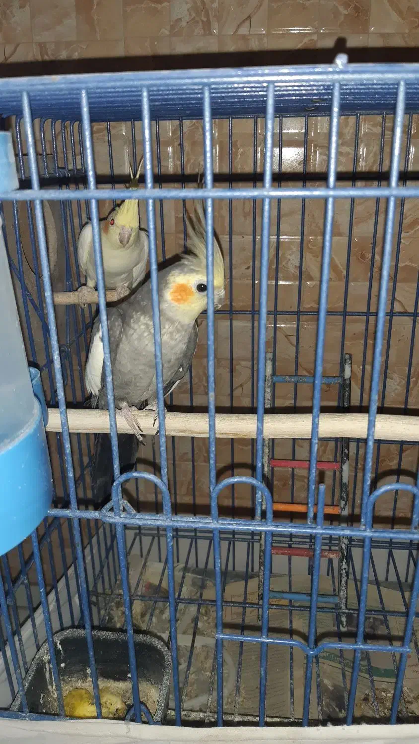 عروس هلندی مولد|پرنده|رودهن, |دیوار