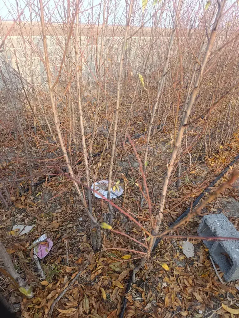 نهالستان برتر و با کیفیت شهر نهال|خدمات باغبانی و درختکاری|سرپل ذهاب, |دیوار