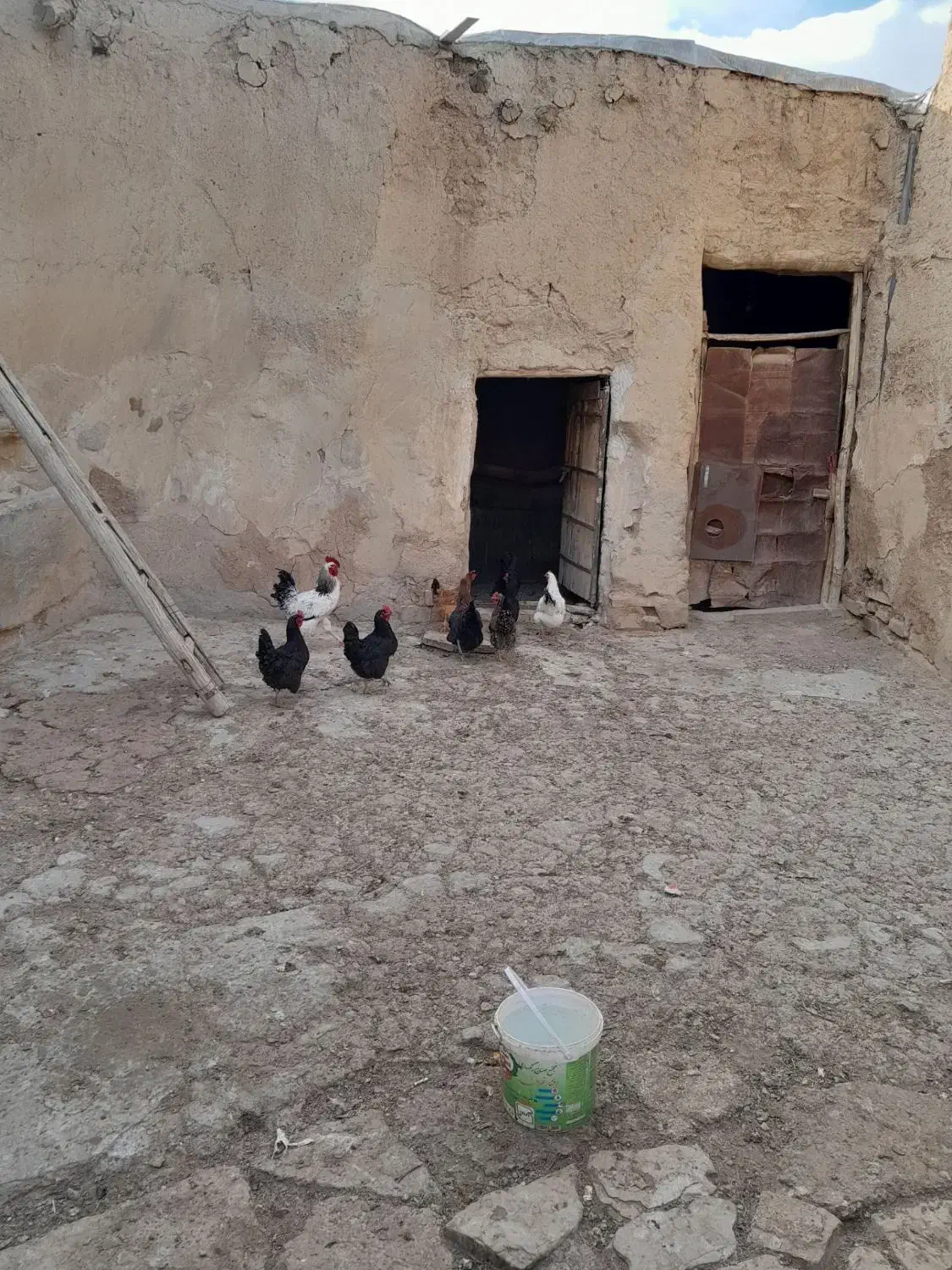 خروس سفید‌|پرنده|خنجین, |دیوار