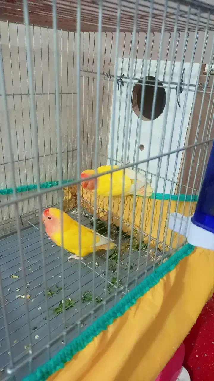 طوطی|پرنده|بندر امام خمینی, |دیوار