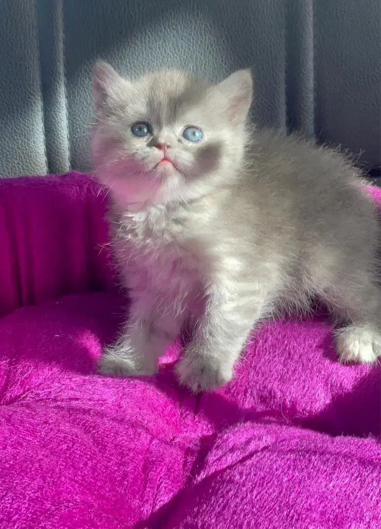 دنیای گربه های|گربه|رشت, چله خانه|دیوار