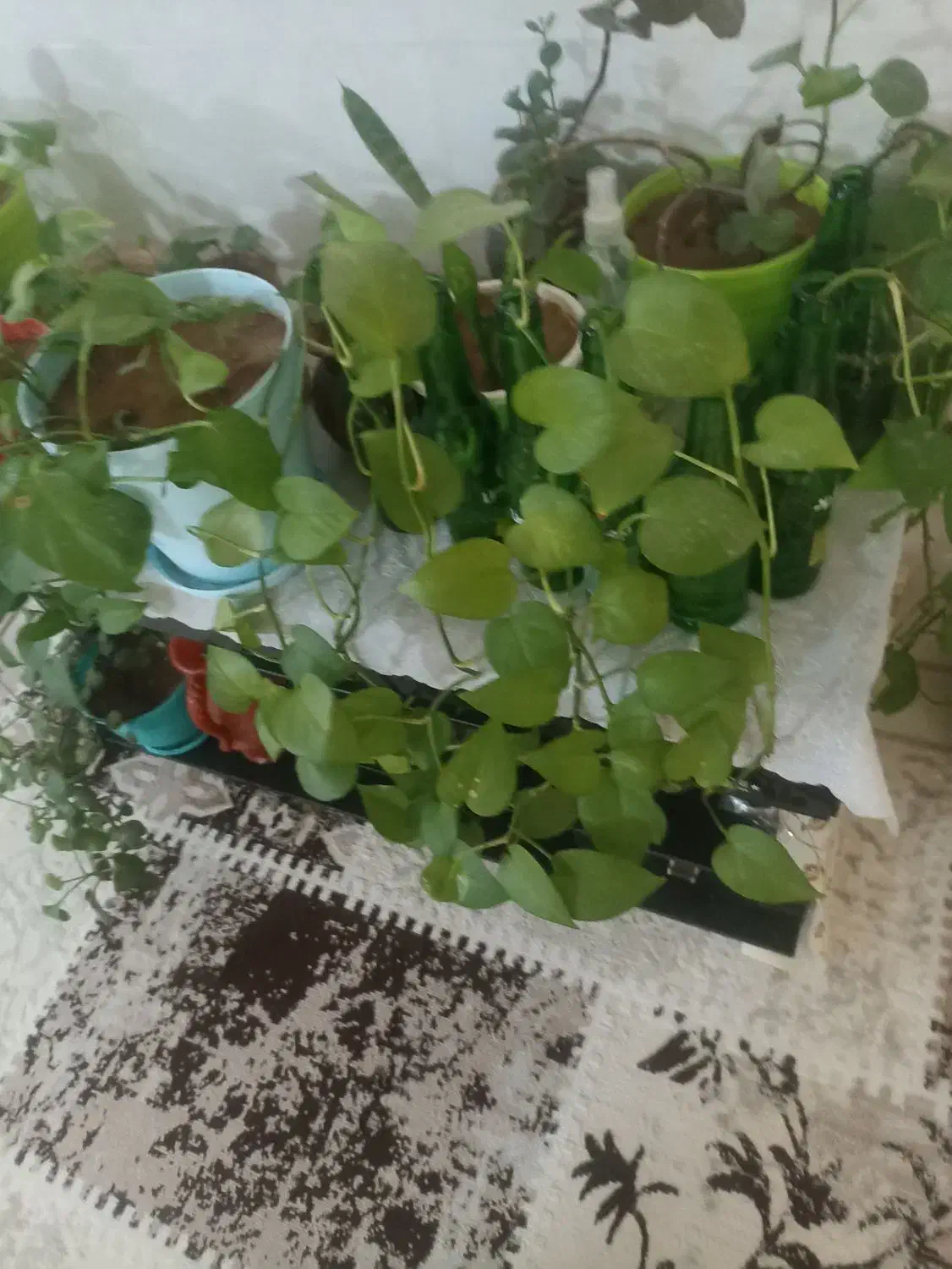 قلمه پتوس|گل و گیاه طبیعی|کرمان, |دیوار