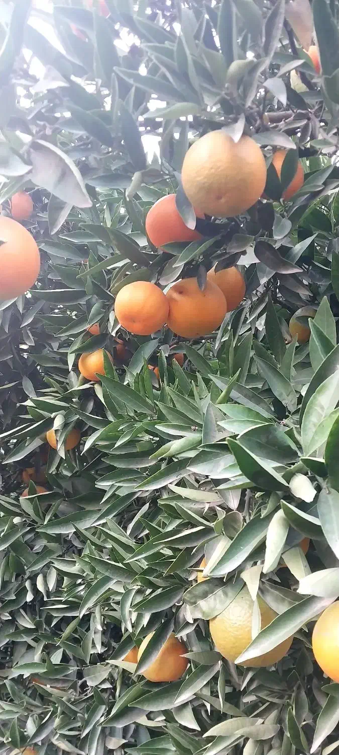 ۲عدرخت نارنگی پیج|عمدهفروشی|دابودشت, |دیوار