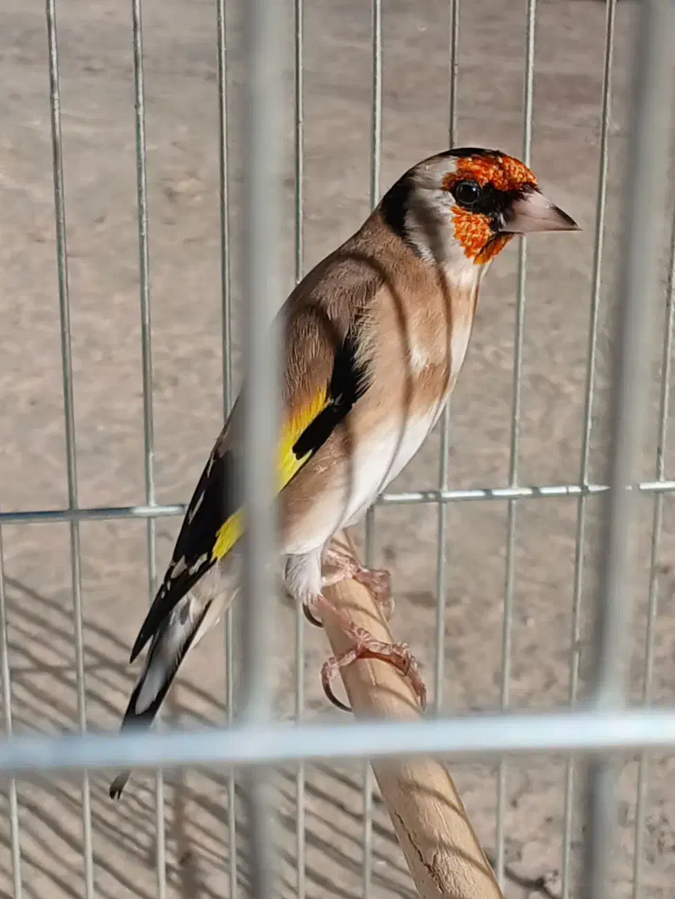 سهره نر|پرنده|بیجار, |دیوار