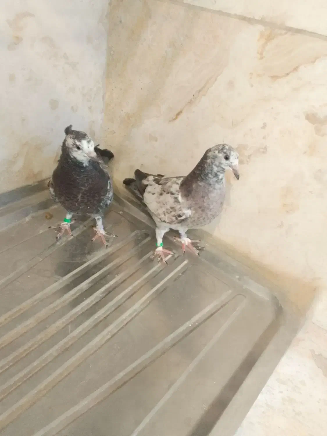 کبوتر|پرنده|محلات, |دیوار