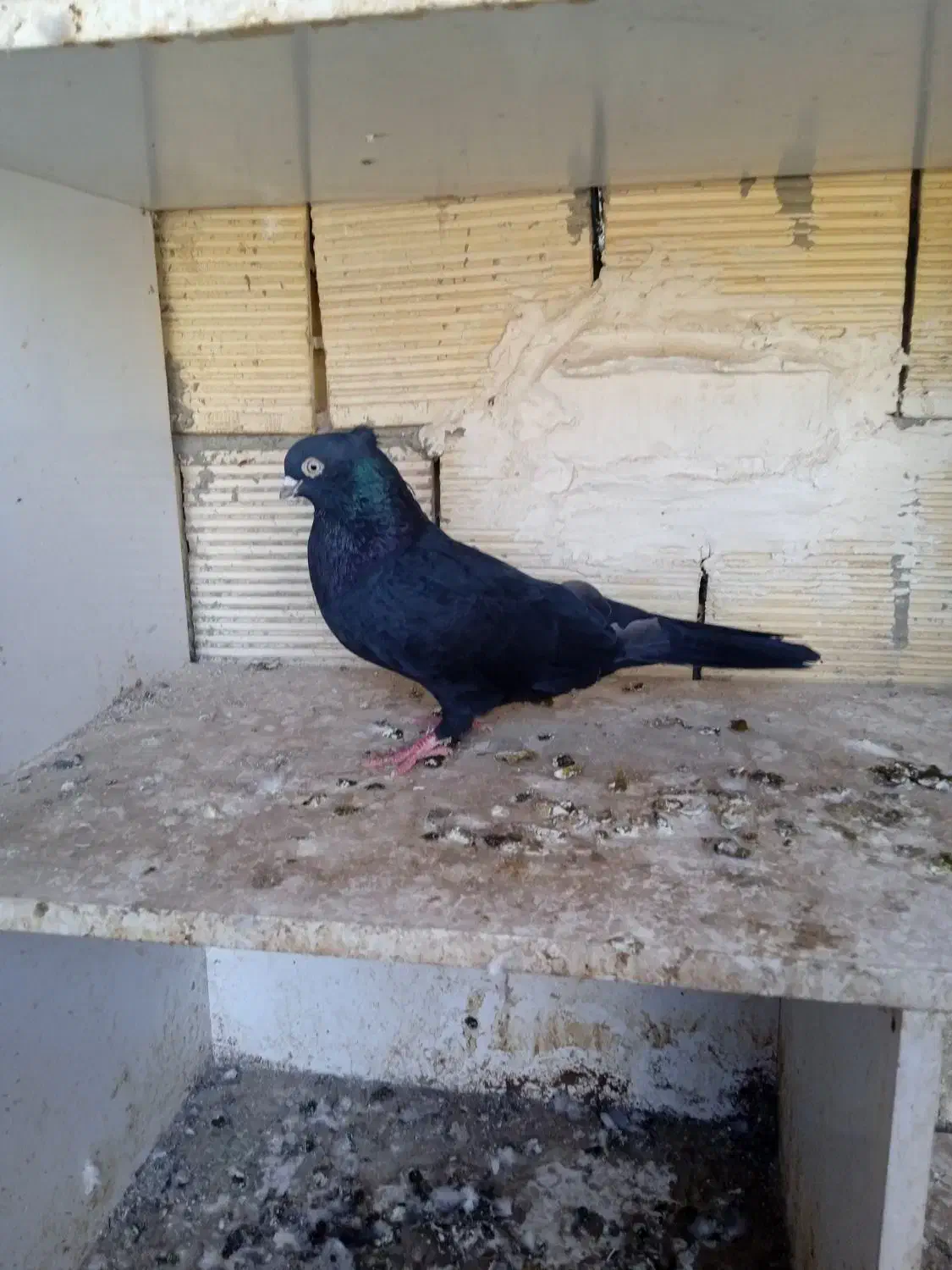 فروشی|پرنده|امیدیه, |دیوار