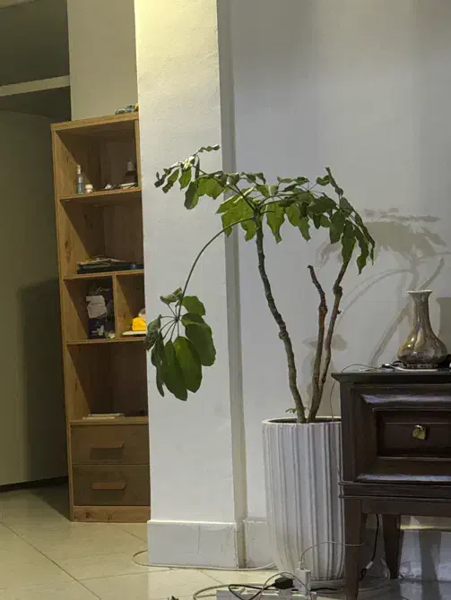 نظافت منزل|خدمات نظافت|بندرعباس, |دیوار