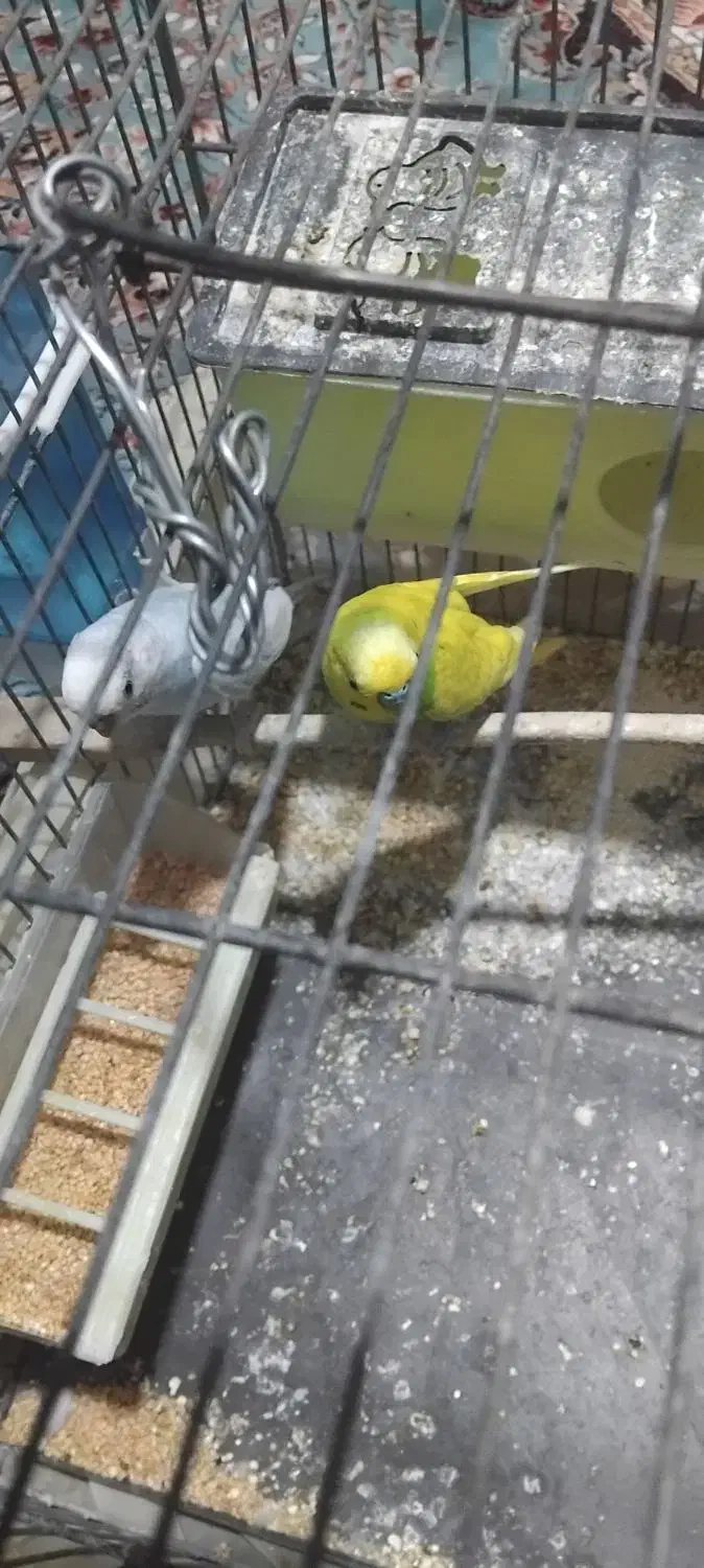 یک جفت مرغ عشق|پرنده|مشهد, مشهدقلی|دیوار