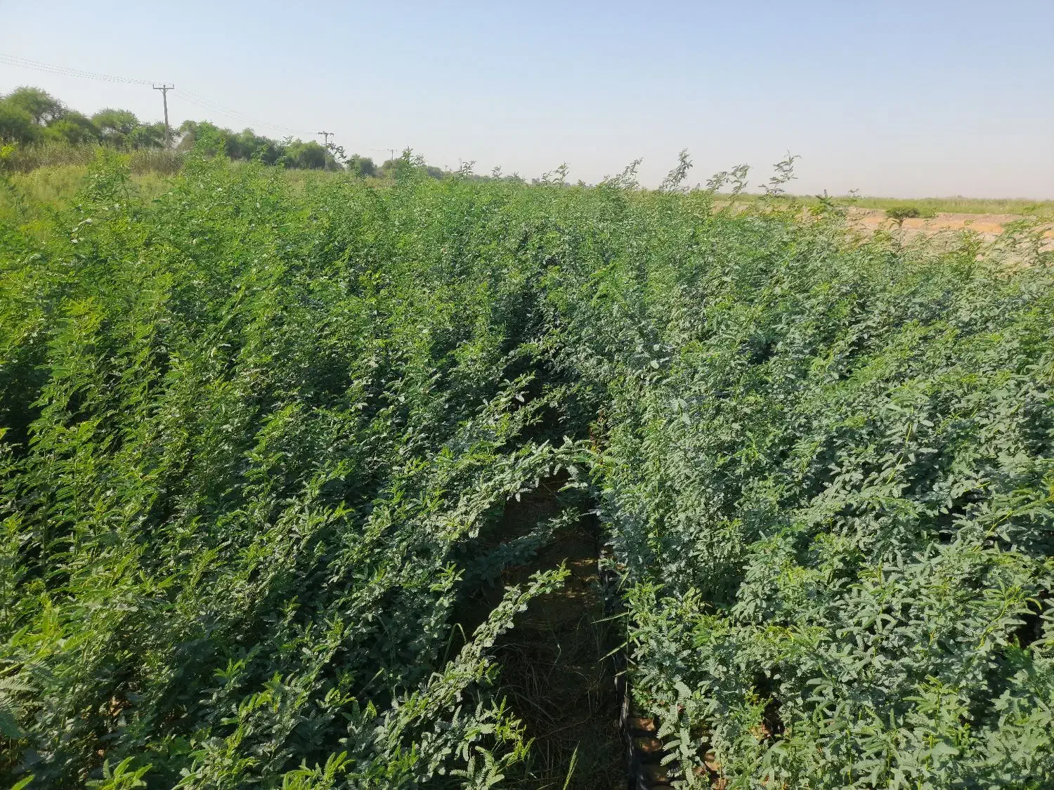 نهال فروشی|خدمات باغبانی و درختکاری|حمیدیه, |دیوار