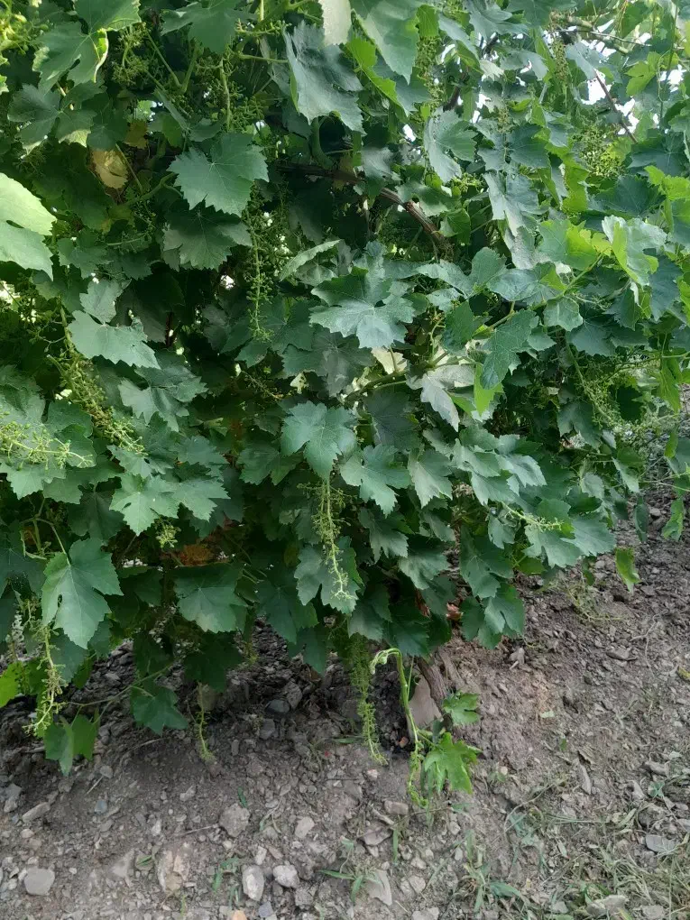 باغ میوه|فروش زمین و ملک کلنگی|جوکار, |دیوار