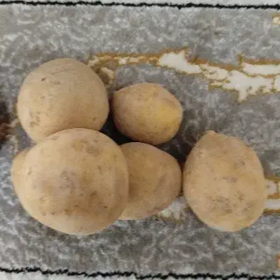 سیب زمینی جیلی بدون هیچ سم و کود و ارگانیک|عمدهفروشی|دهگلان, |دیوار