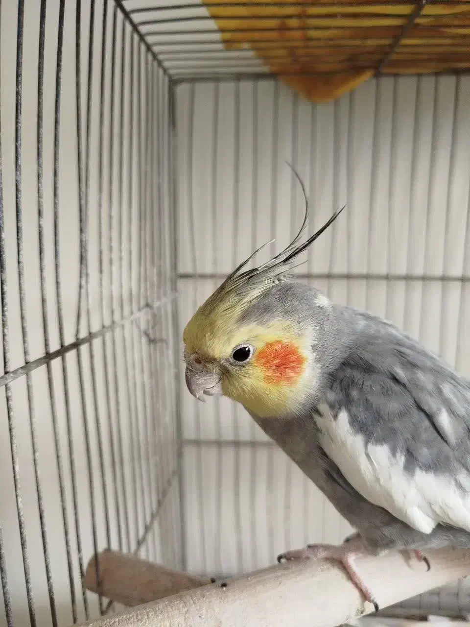 عروس هلندی سخنگو|پرنده|فردیس, شهرک ارم|دیوار