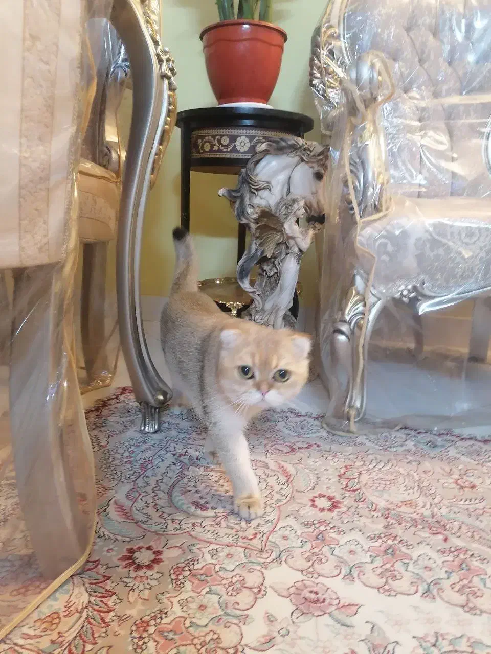 گربه اسکاتیش نر|گربه|تهران, سید خندان (جلفا)|دیوار