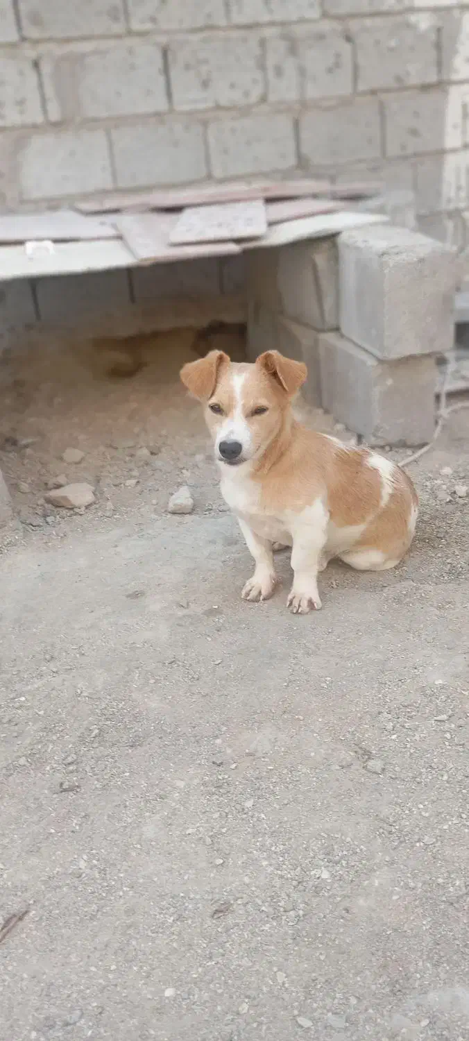 فروشی|سگ|قشم, |دیوار