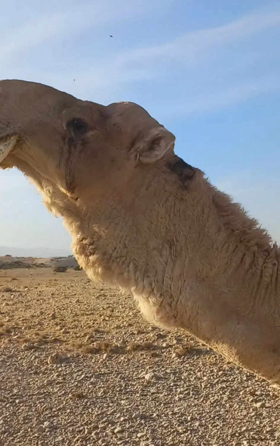 لوک داشتی|حیوانات مزرعه|جره و بالاده, |دیوار