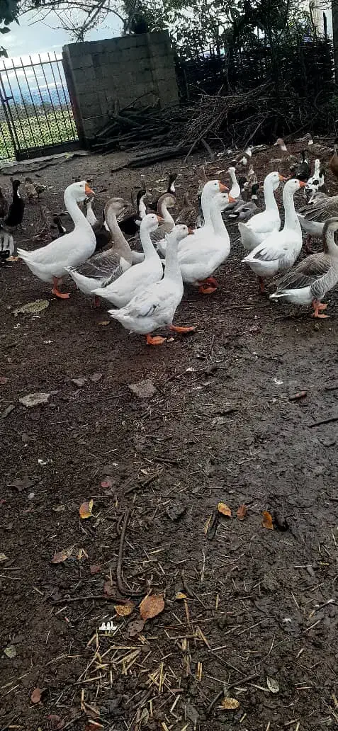 اردک محلی|حیوانات مزرعه|فومن, |دیوار