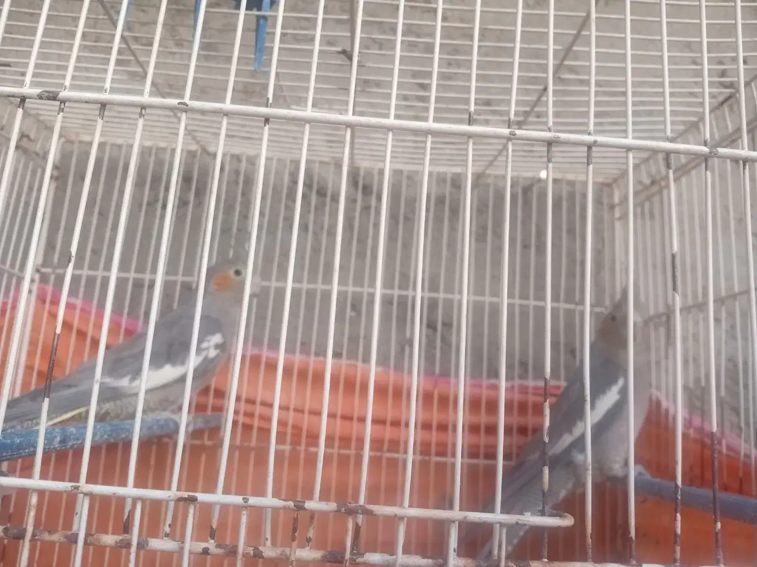 عروس هلندی ماده|پرنده|زاهدان, |دیوار