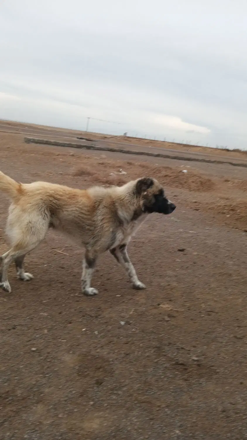 سگ نگهبان|سگ|بوژگان, |دیوار