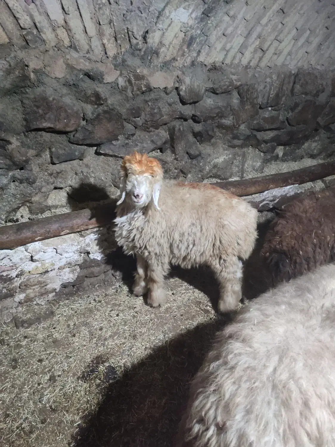 بره لری|حیوانات مزرعه|ازنا, |دیوار