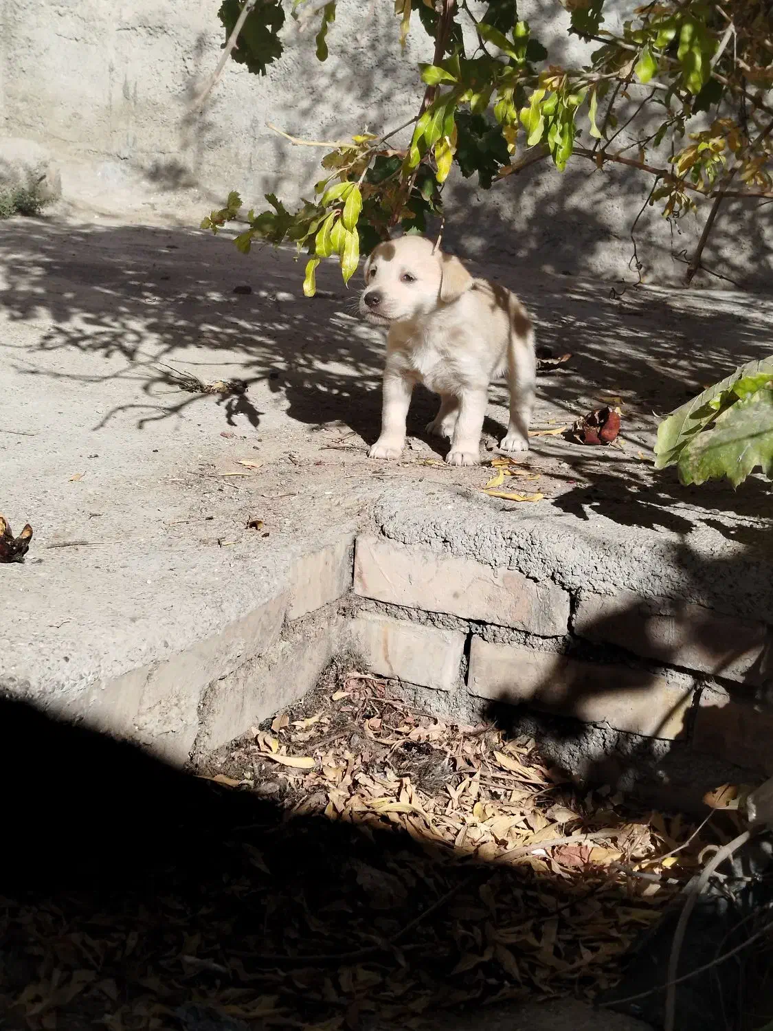 واگذاری توله رایگان به همراه مادر پاکوتاه خوشگل|سگ|شیروان (خراسان), |دیوار