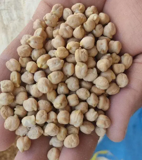 نخود درجه یک|عمده‌فروشی|قیدار, |دیوار