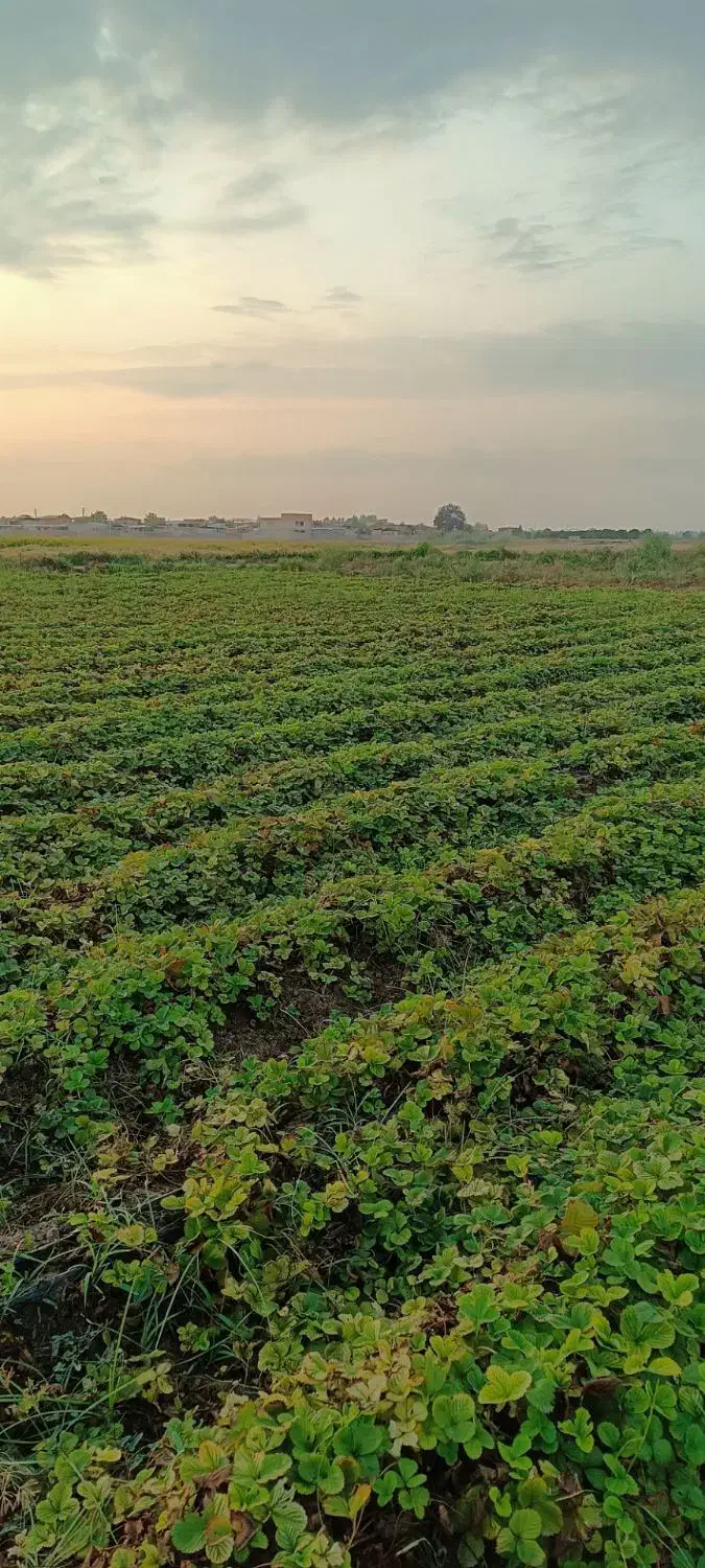 توت فرنگی کاماروس|خدمات باغبانی و درختکاری|خان ببین, |دیوار