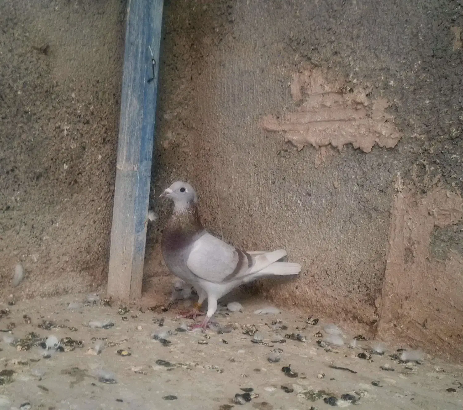 مسافتی پلاکی. ویگن|پرنده|مشهد, حسینآباد|دیوار