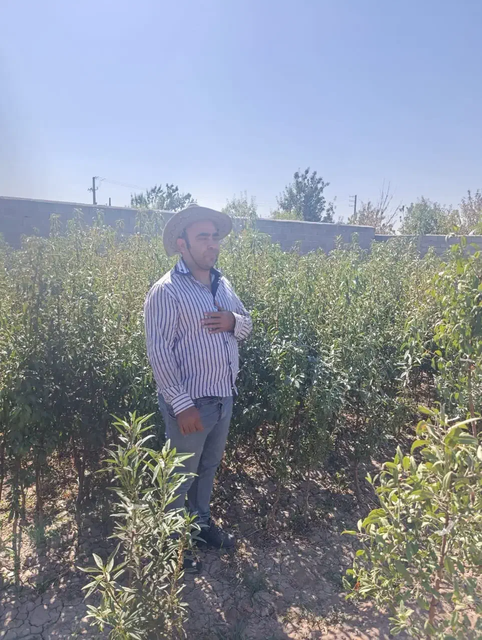 بسـیار مقـاوم وبهـره وری بهــتر|خدمات باغبانی و درختکاری|سامان, |دیوار