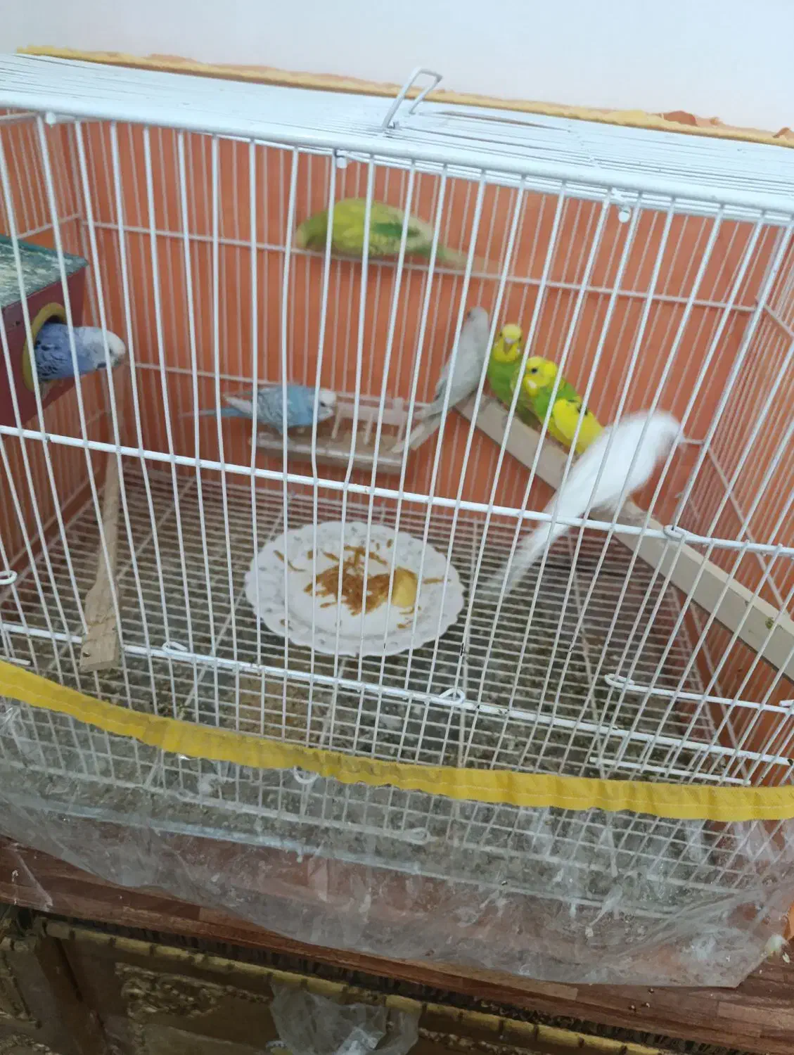 پرنده رنگ خاص مفت|پرنده|سبزوار, غرب نیروگاه|دیوار