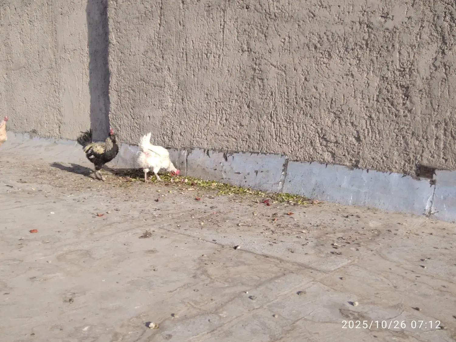 مرغ و خروس|حیوانات مزرعه|زاهدان, |دیوار