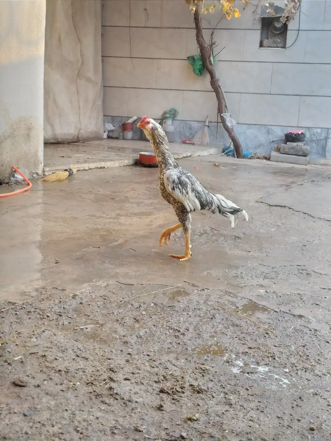 خروس لاری تاج میل|حیوانات مزرعه|محمدیه-قزوین, |دیوار