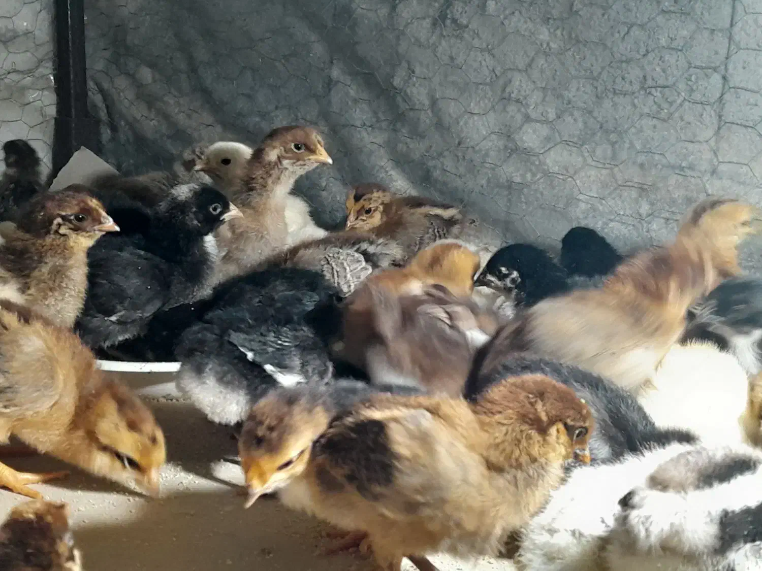 فروش جوجه محلی اصیل صددرصد کرچ شو ۲۰ روزه|حیوانات مزرعه|آمل, |دیوار