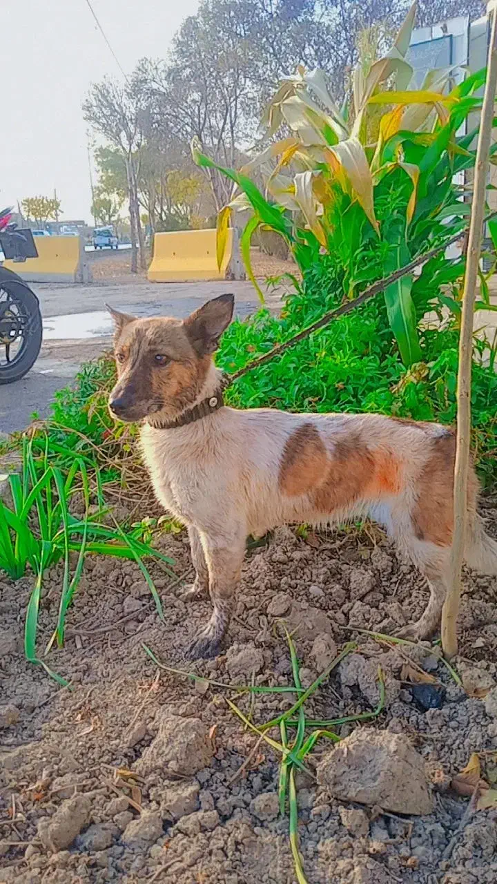 سگ جک راسل تریر|سگ|اصفهان, منتظرالمهدی|دیوار