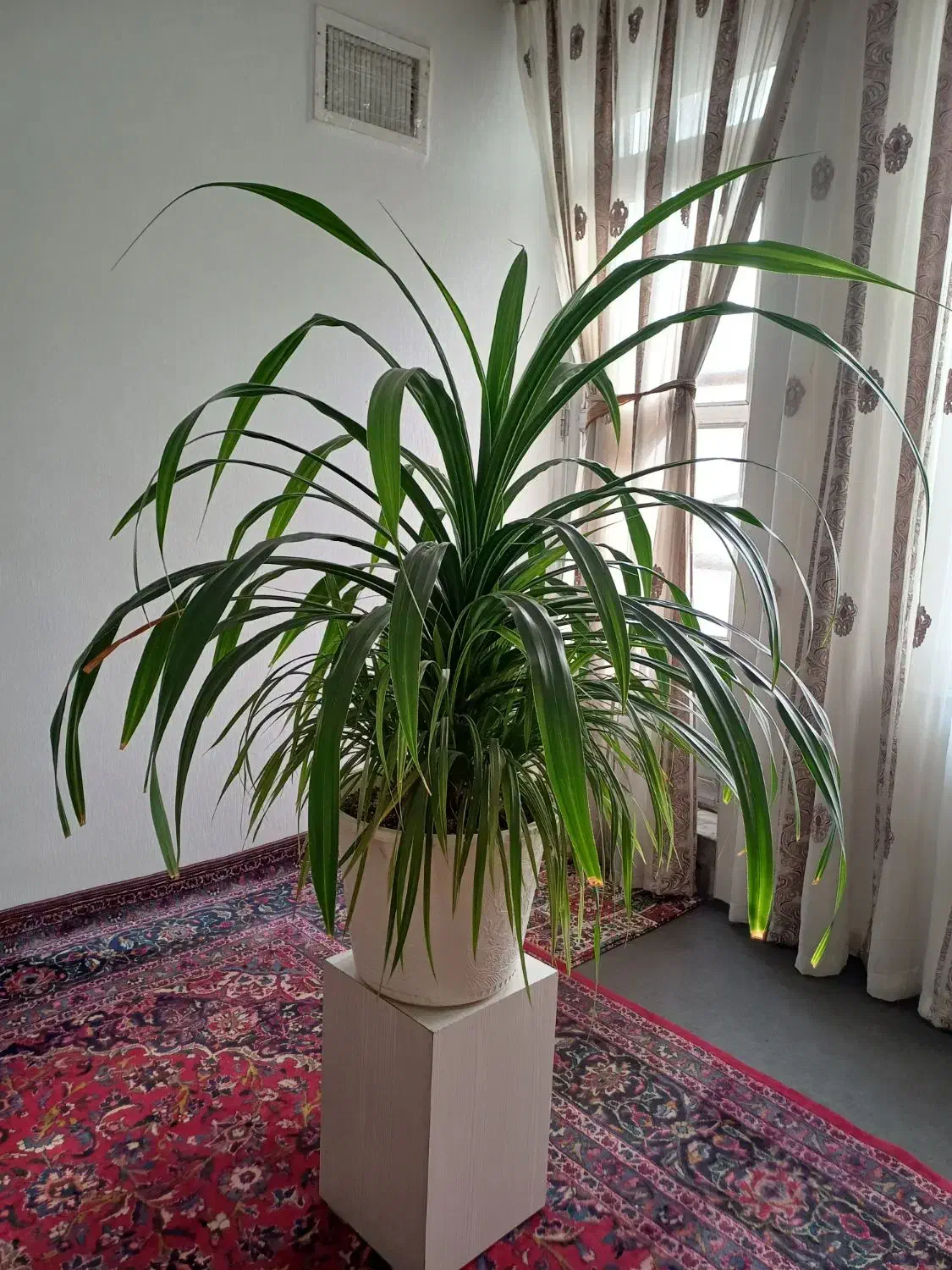 گل طبیعی گل دیفن باخیا|گل و گیاه طبیعی|مشهد, رضاشهر|دیوار