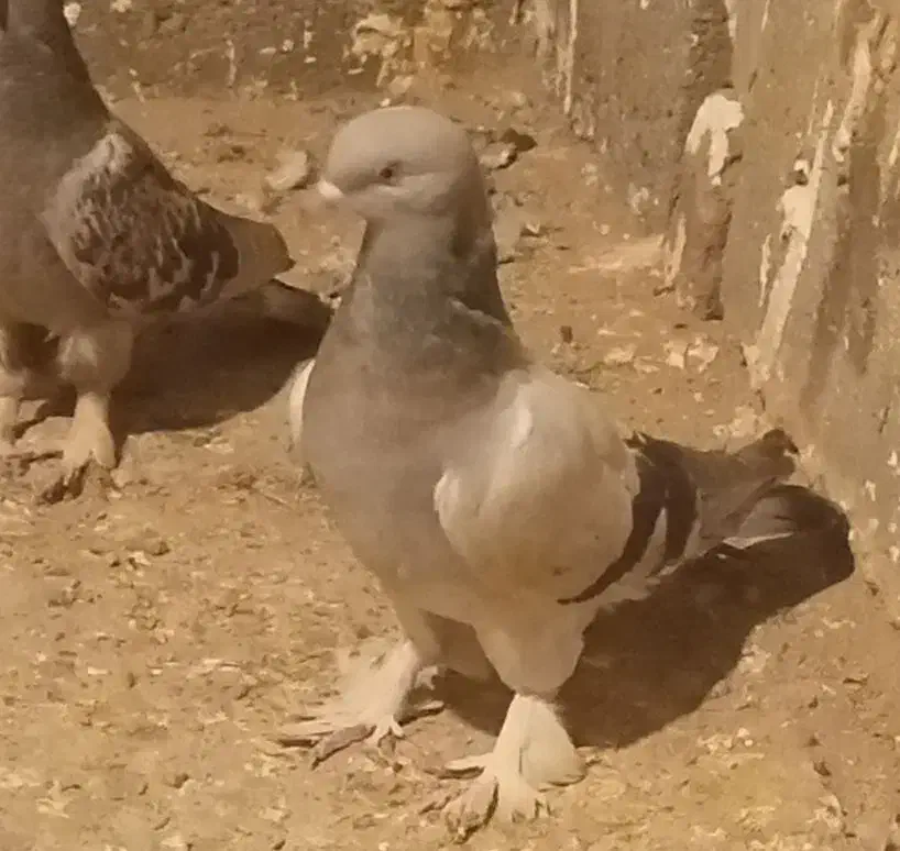 کبوتر ترکیه اصیل|پرنده|لیلان, |دیوار