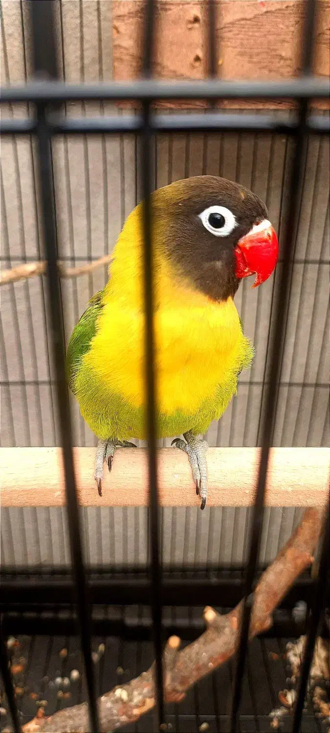 جفت ماسکت یقه زرد ( از والد های جدا)|پرنده|تهران, عبدلآباد|دیوار