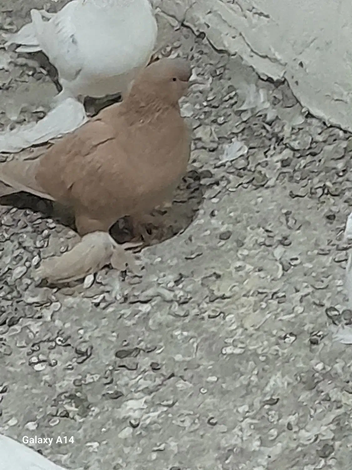 کبوتر|پرنده|باسمنج, |دیوار