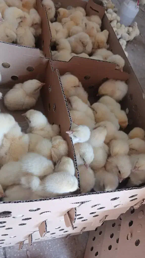 پخش ماکیان اردک جوجه رنگی    محلی گوشتی|حیوانات مزرعه|زاهدان, |دیوار