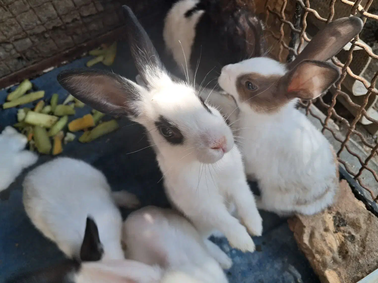 سفیدمشکی|موش و خرگوش|لوندویل, |دیوار