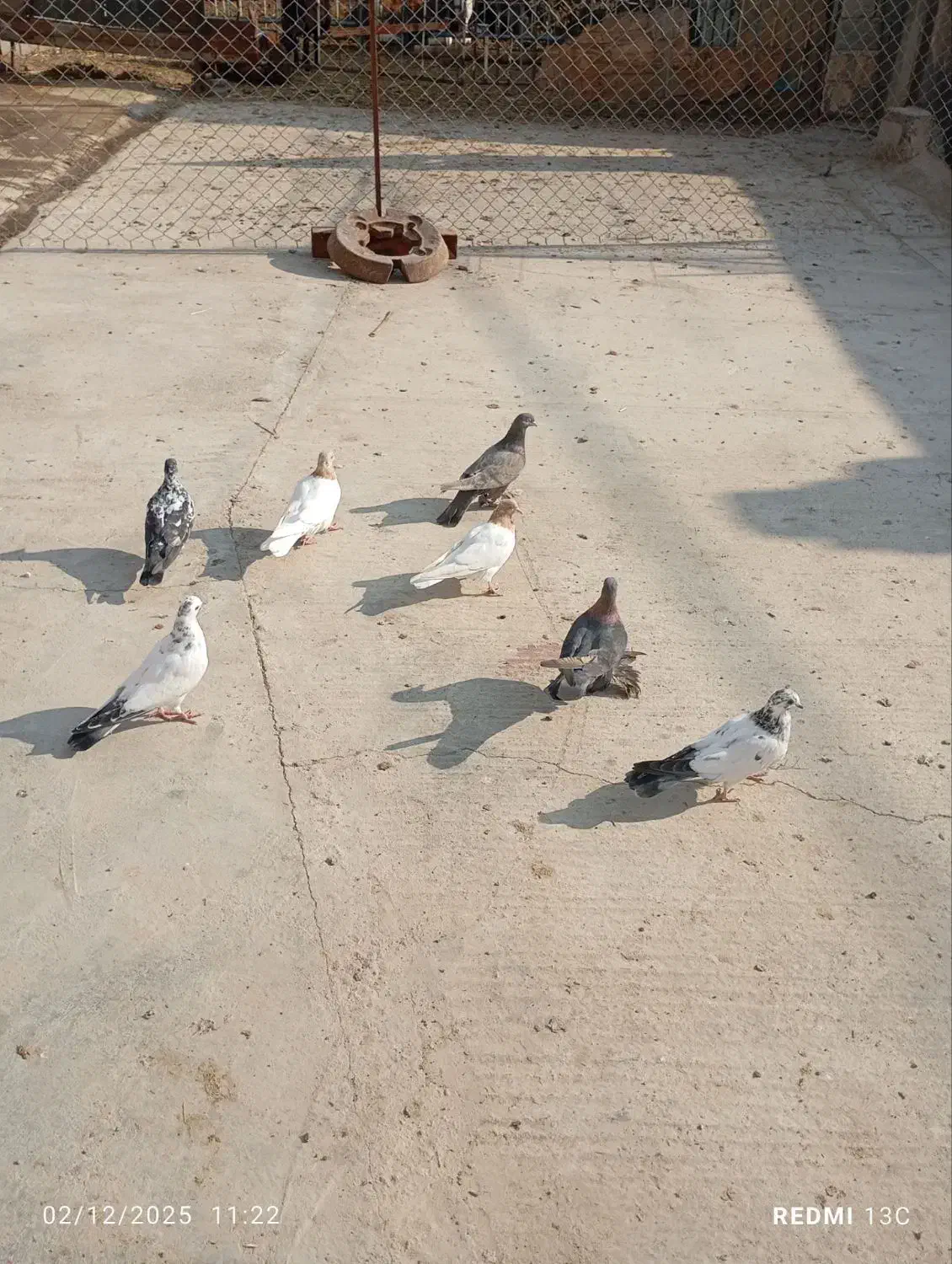 کبوتر|پرنده|ایلخچی, |دیوار