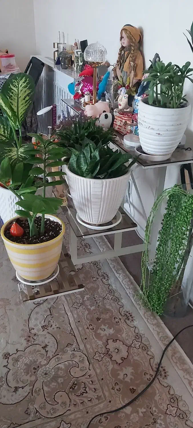 شلف زمینی آهنی|کتابخانه، شلف، قفسههای دیواری|اسلامشهر, شهرک واوان|دیوار