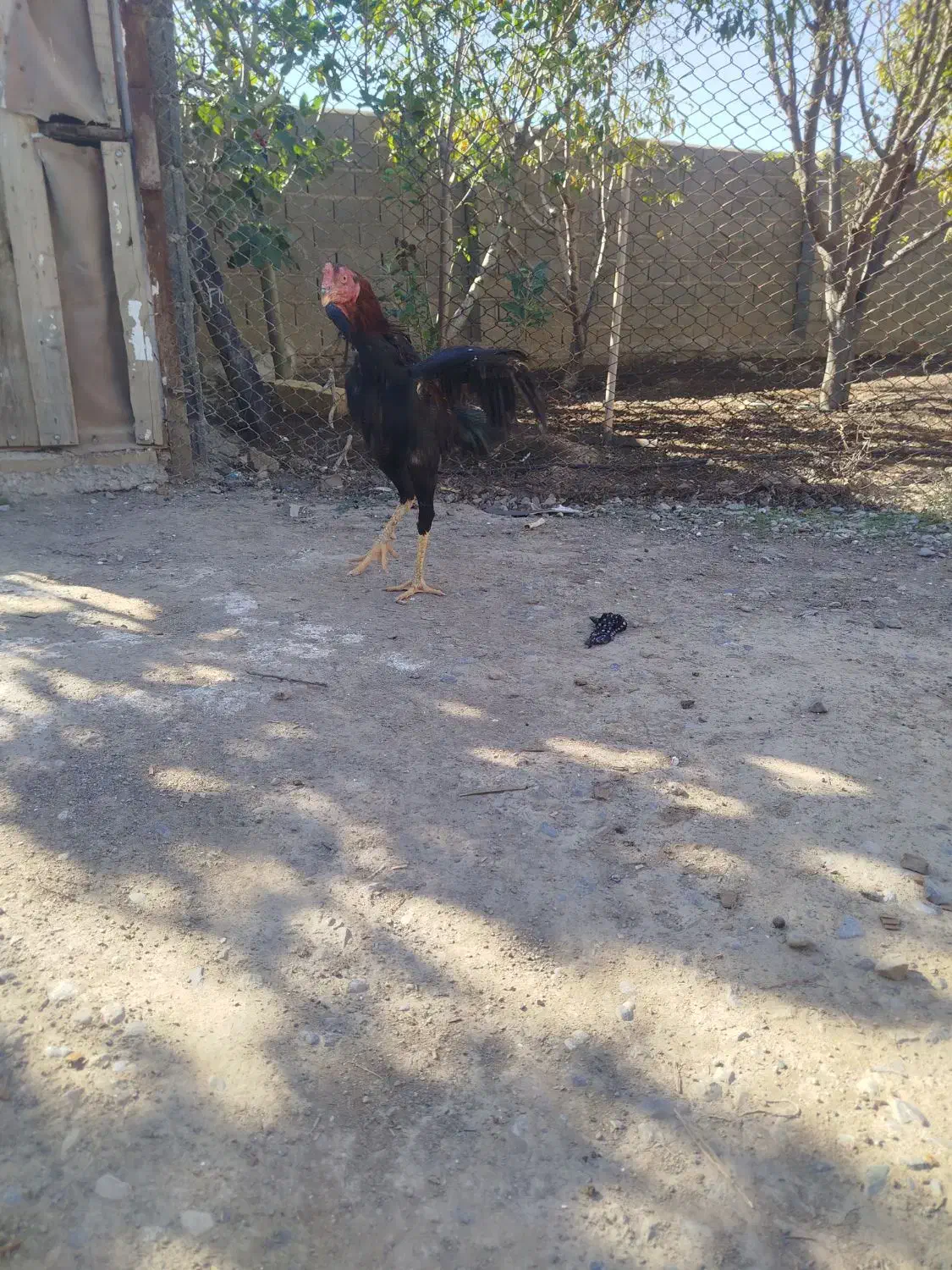 لاری جوان|حیوانات مزرعه|انبارآلوم, |دیوار