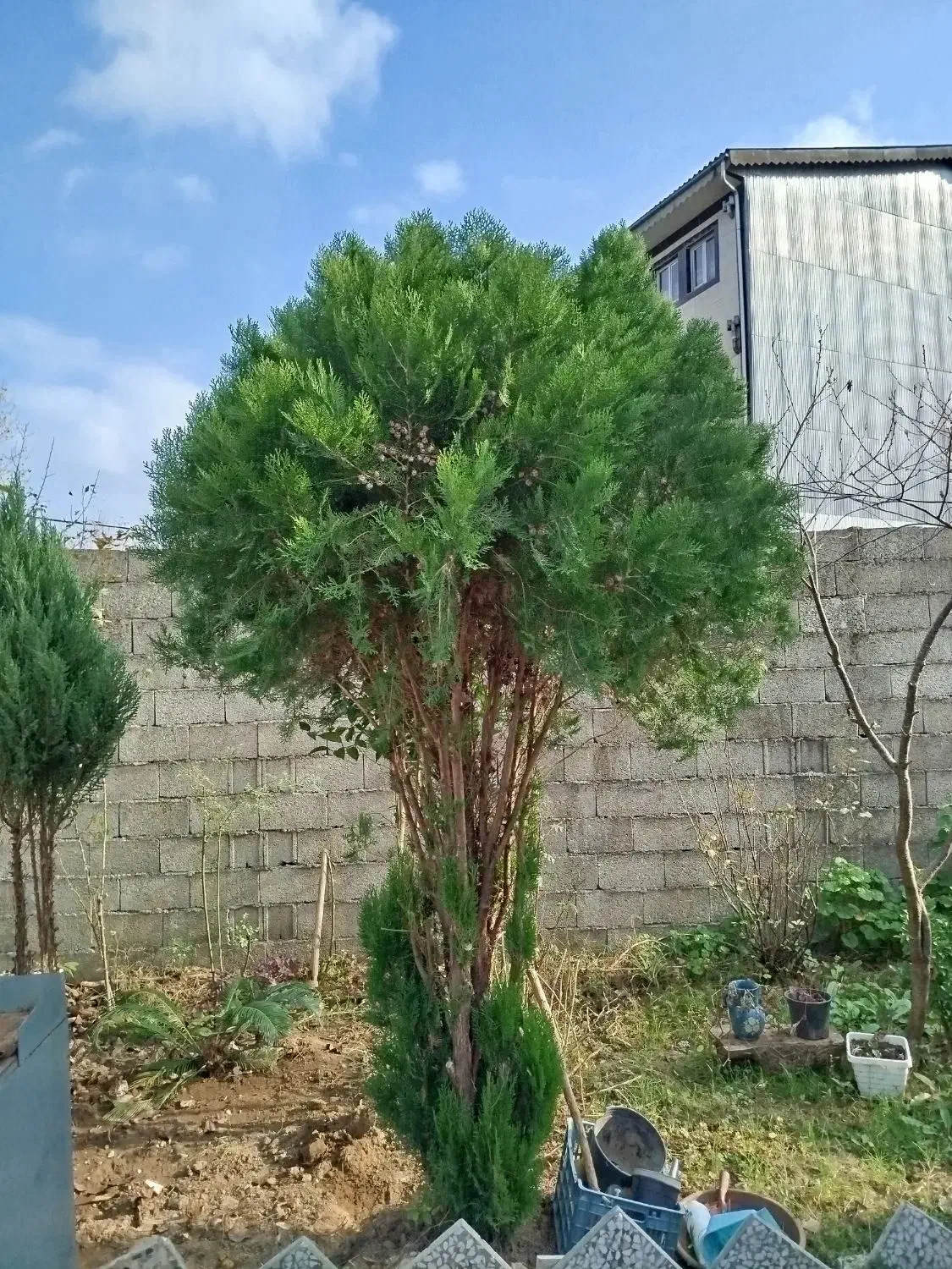 کاج بزرگ 5 ساله بالای 2.5 متر با تخفیف|گل و گیاه طبیعی|فومن, |دیوار