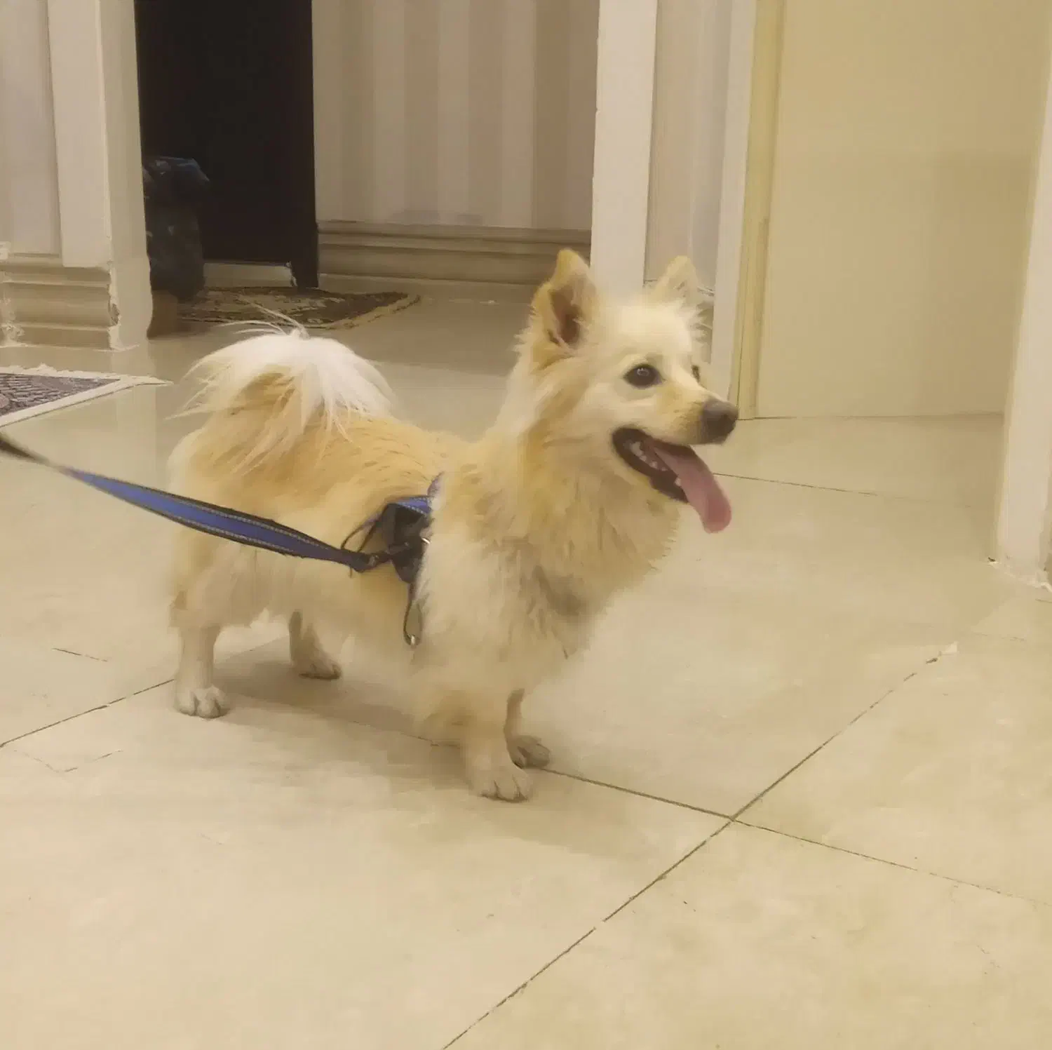 سگ‌خانگی|سگ|سلماس, |دیوار