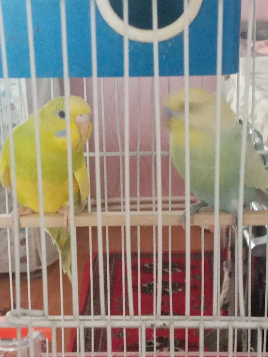 پرنده|پرنده|شاهین دژ, |دیوار