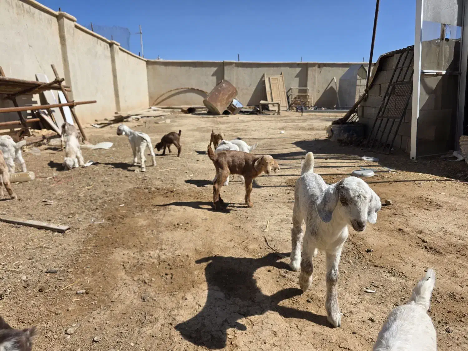 بزغاله|حیوانات مزرعه|برخوار, |دیوار