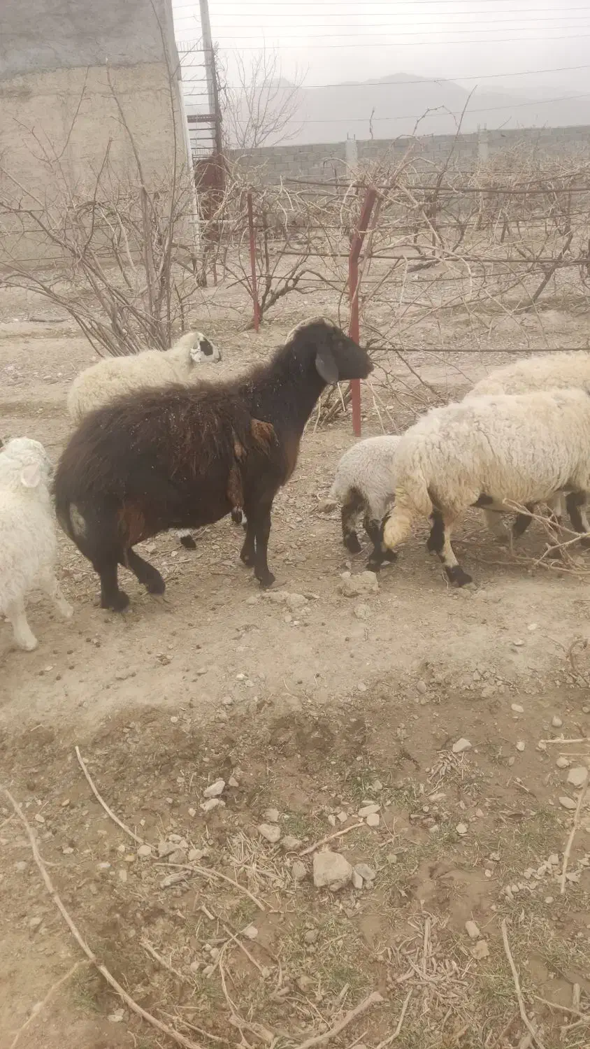 میش همو کوهبنان|حیوانات مزرعه|کوهبنان, |دیوار